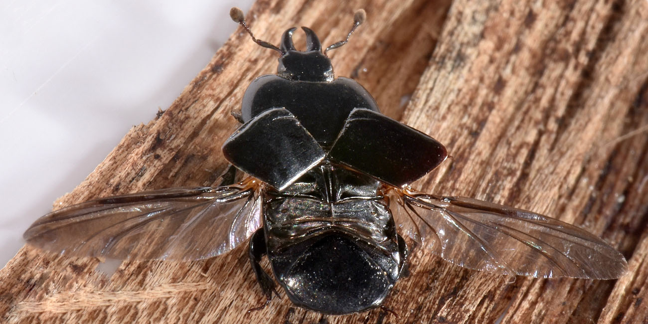 Sottiletta volante: Hololepta plana?  S !